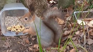 Бусинка немного перекусила 🌲🌳🍁🍂😋🌰🐿❤#белка #белочка #squirrel