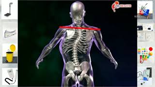 Dunia Medik / Scoliosis