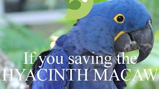 all about hyacinth macaw