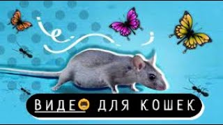 Игры для кошек на экране | Мышь бегает | Птички поют | Видео для кошек 😻🐾❤️