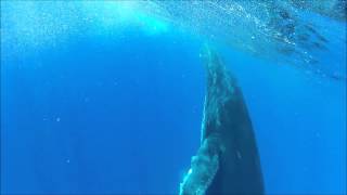 Maman baleine fait la chandelle dans une eau lumière....