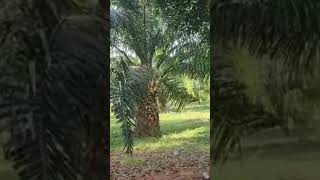 10 acres plam tree land for sale 70km from vijayawada 17km from eluru  #price 5crore