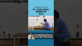 犬をお手入れするときに、叱りながらするのはよくありません。お手入れ嫌いになっちゃうよ。 #shorts