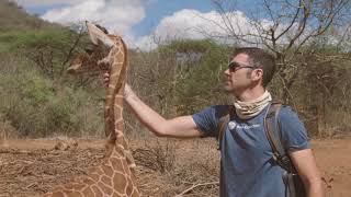 Giraffe Orphans in Kenya