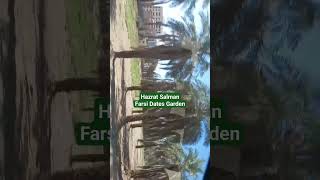 Hazrat Salman Farsi khujoor bagh | Hazrat Salman Farsi Dates Garden in Medina #medina