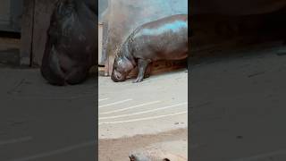 BABY HIPPOPOTAMUS #forest #nature #animals #video #shorts #trending #viralvideo #youtubeshorts