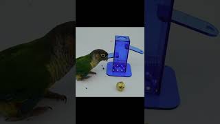 Parrot Training Tool