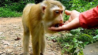 Giving grapes & rambutan to poor monkey Lila