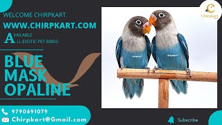 BLUE MASK OPALINE || AFRICAN LOVE BIRDS || LOVE BIRDS || SEMIADULT || CHIRPKART || COIMBATORE