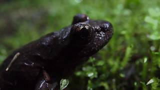 Yun Hoonzoo – EP1: The Tale of the Coastal Tailed Frog