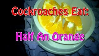 Cockroaches Eat: Half An Orange