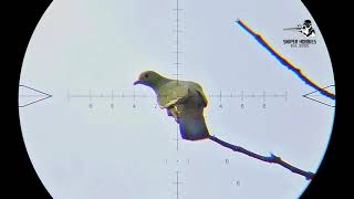 AWESOME IMPACT LONG RANGE SHOT - HUNTING BIRD WITH FX AIRGUN