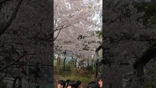 Cherry Blossom in korea 2024/කොරියාවේ චෙරි මල්  #southkorea #koreanlife #koreandrama #koreanstyle