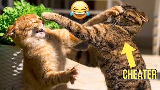 This Cat CHEATED On His Wife 😽 Try Not To Laugh