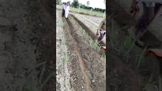 sugarcane field in Hansi