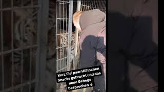 KONTRA K füttert seinen TIGER | Instagram Story