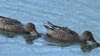 NORTHERN SHOVELERS IN AUTUMN