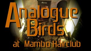 Analogue Birds, "Brainticket" - LIVE at Mambo Hairclub