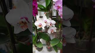 Phalaenopsis, una de las orquídeas mas populares para el cultivo en nuestros hogares