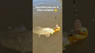 Divina taru con señuelo..!! #pesca #rio #shorts #shortsvideo #tarariras