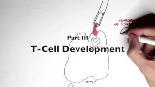 Immunology Map III   T cell development I