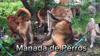 Una mañana con la Manada de Perros de Cuilapa