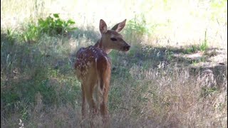 Adorable Baby Deer Living in our Backyard (Compilation)