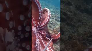 PESCA DEL PULPO ESTE LO ENCUENTRO EN UNA CUEVA EN MEDIO DE UN ARRECIFE 2