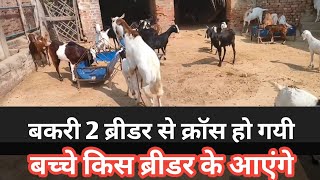 Bakri 2 Breeders Se Cross Ho Gayi |Kis Breeder Ke Bacche Ayenge|Vimal Umrao