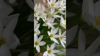 Winter Lily Flowers 🪴 white pink colour  # Flower lover # Green Garden 🏡