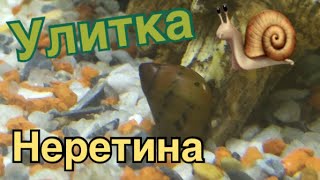 Завела улитку неретину. Как ухаживать за аквариумной улиткой. Как дела у рыбок? Аквариум. Гуппи.