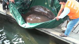 Giant Fresh Water Stingray