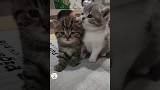 Look At These Sweet Cutie Pies Cute Kitty Cats Shorts Videos 😺😍😘 -EPS1167 #cutenessoverload