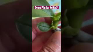 ✅COMO PLANTAR KEIKIS⁉️🌱🌸#shorts#phalaenopsisorchid#keikis#viralvideo