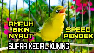 SUARA KECIAL KUNING SPEED PENDEK PANCINGAN AMPUH AGAR BUNYI