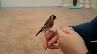 Hand Tamed Friendly European Goldfinch