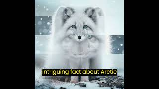 Arctic Treasures: Exploring the Mysteries of the Arctic Fox 🌌🦊 #natureshorts #shorts #fox #pets