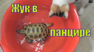 КОТЕНОК/ МОРСКИЕ СВИНКИ/ ШИНШИЛЛЫ И ЧЕРЕПАХА