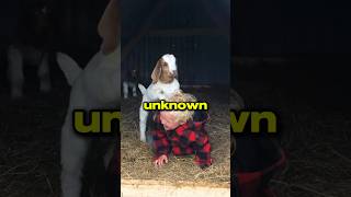 Crazy goat tries to bend kid over 😱