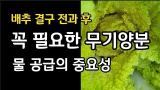 [김장채소] 튼튼하고 맛있는 김장배추 만들기 | 영양제와 칼슘제 그리고 물 흠뻑 !!