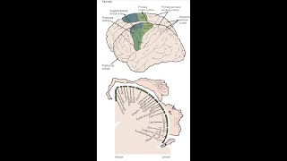 Cortical Organization of Voluntary Movement