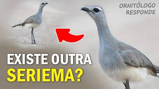 Existe OUTRA ESPÉCIE de SERIEMA? Aves Incendiárias? Ornitólogo Responde 46