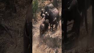 Buffalo Stuck & Cornered by Lions Calls for Backup#animals #wildlife #bestvideo #foryou #s #lion