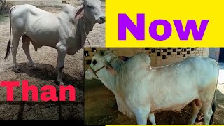 Biggest Bachra | Cattle Farming 2024 | Bachra Farming in Pakistan | cattle farm