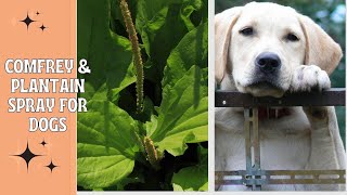 Comfrey & Plantain Spray