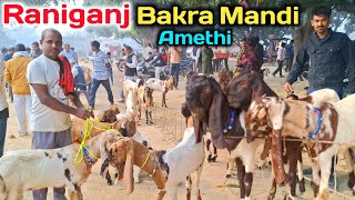 बेहतरीन तोतापरी बकरे आये रानीगंज बकरा मंडी में |Raniganj Bakra Mandi |Raniganj Bakra Mandi New Video