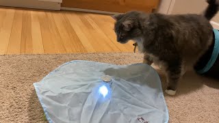 Cat perplexed by SmartyKat Hot Pursuit Toy