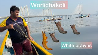 White prawns🍤catch near my worli sea link😱￼. #fishing #youtube #agrikoli #koli