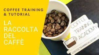 Coffee Training & Tutorial - I metodi di raccolta del caffè