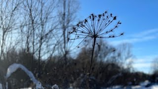 Воскресный солнечный денёк☀️ Едем на хутор к соседу 🏠 🐑